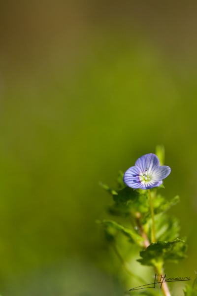 photo-flore-018