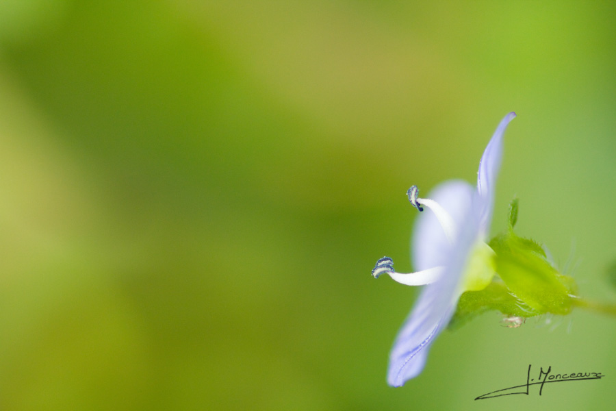 photo-flore-019