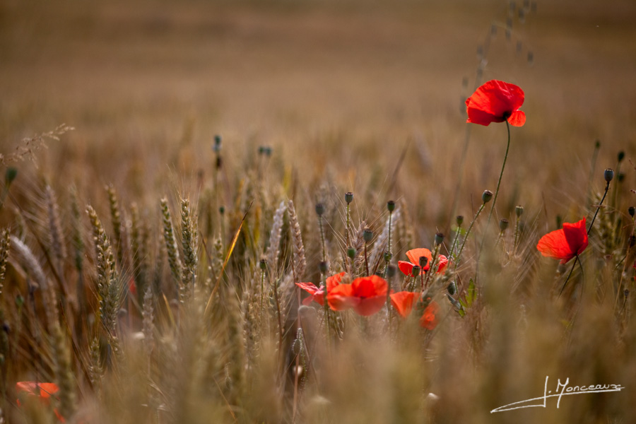 photo-flore-020