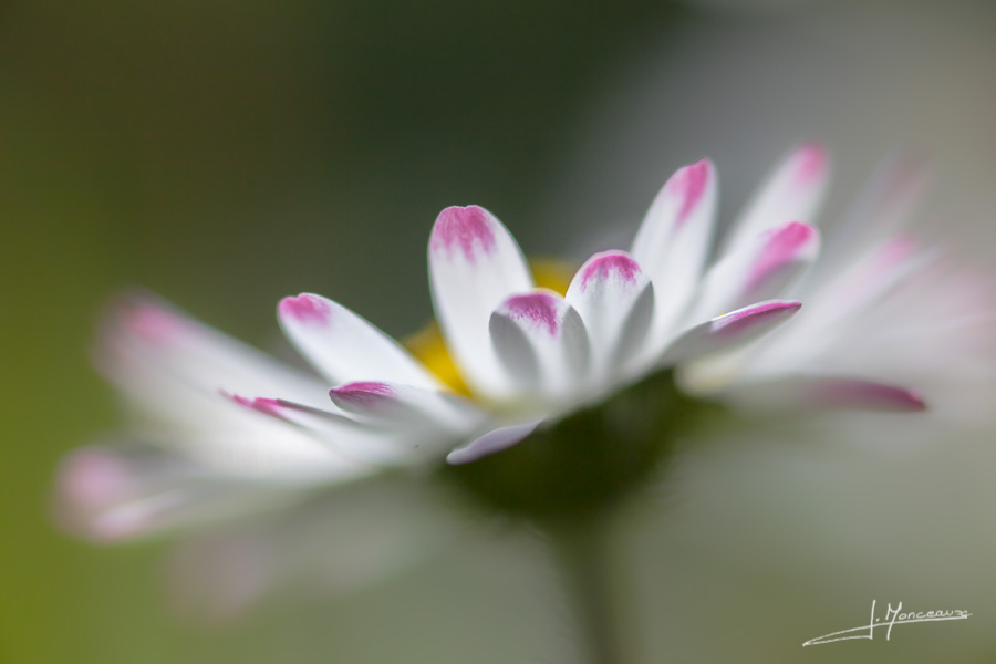 photo-flore-022