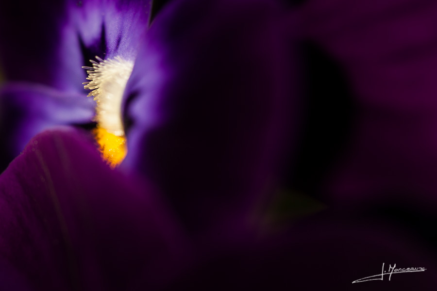 photo-flore-023