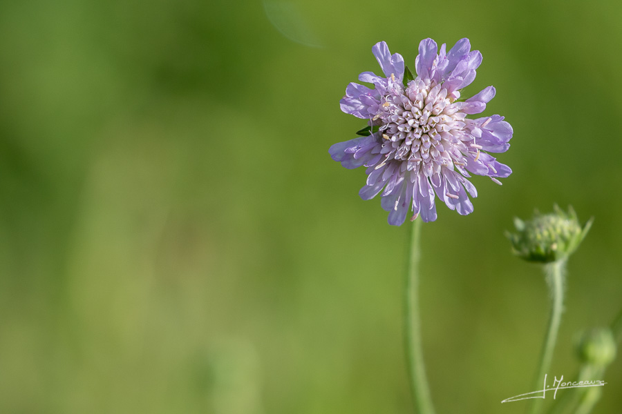 photo-flore-025