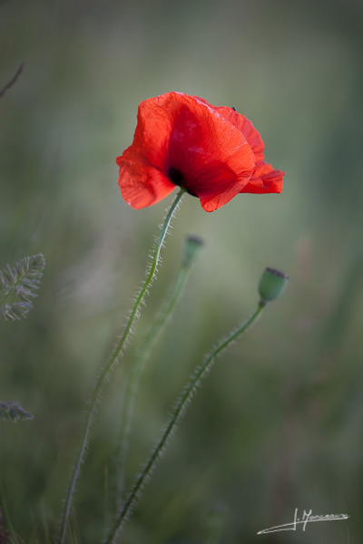 photo-flore-026