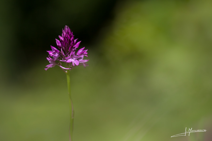 photo-flore-029