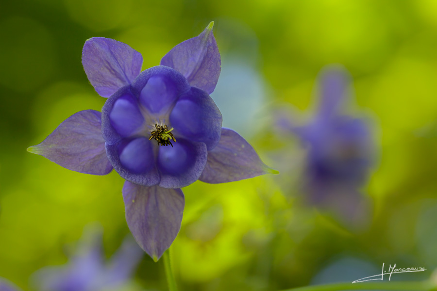 photo-flore-031