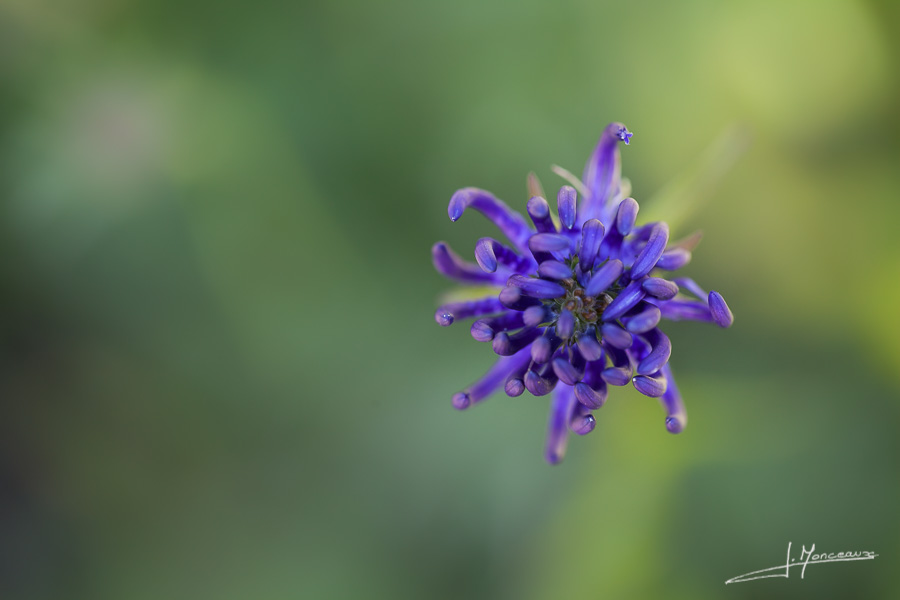 photo-flore-034