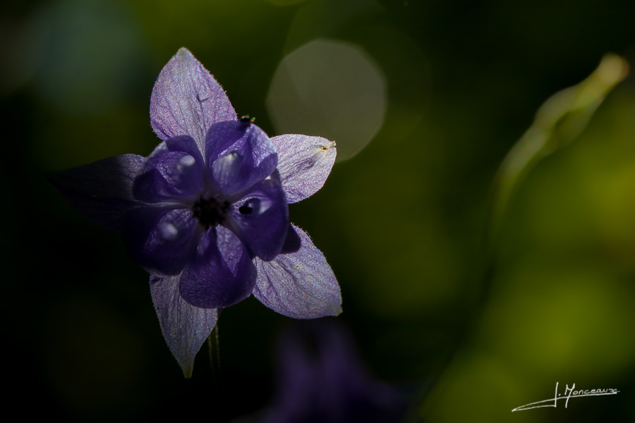 photo-flore-036