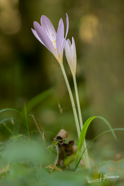photo-flore-037