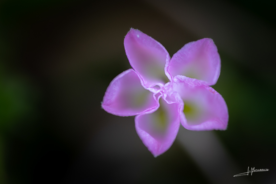 photo-flore-047