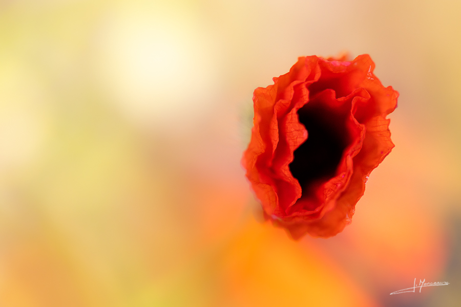 photo-flore-048