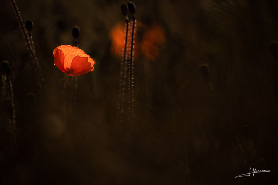 photo-flore-049