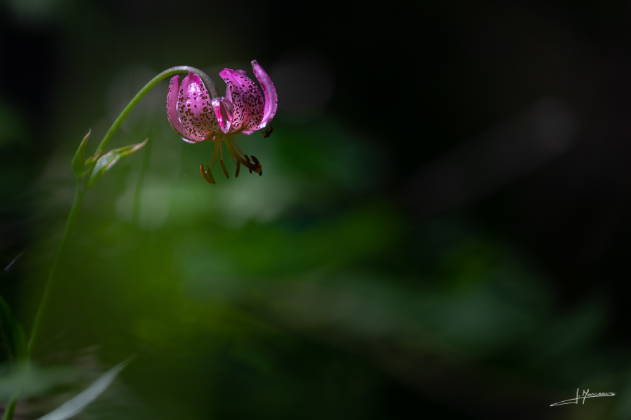 photo-flore-050