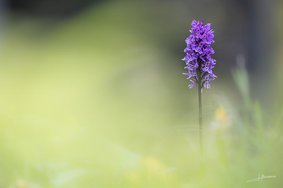 photo-flore-051