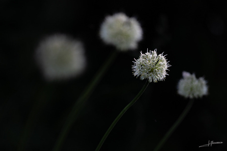 photo-flore-052