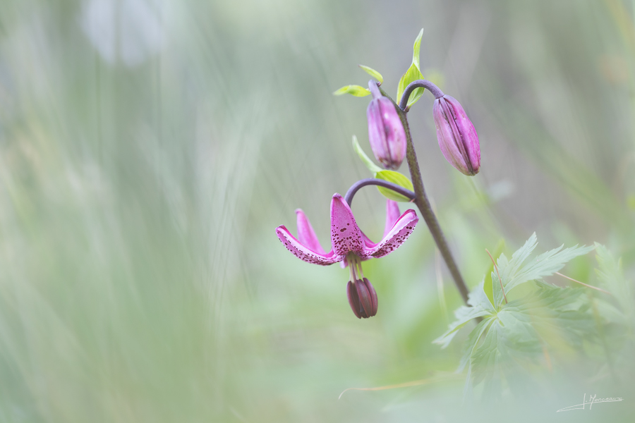photo-flore-053