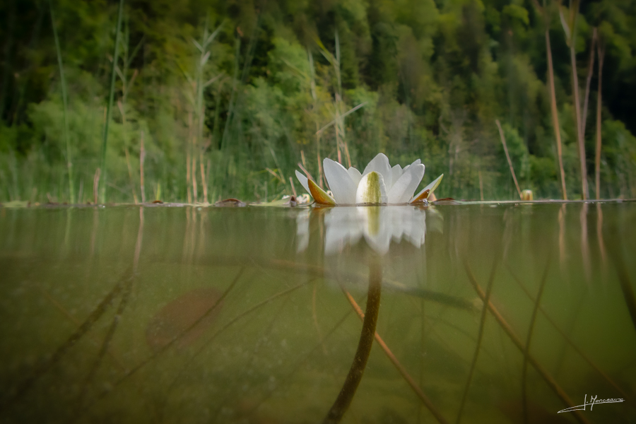 photo-flore-054