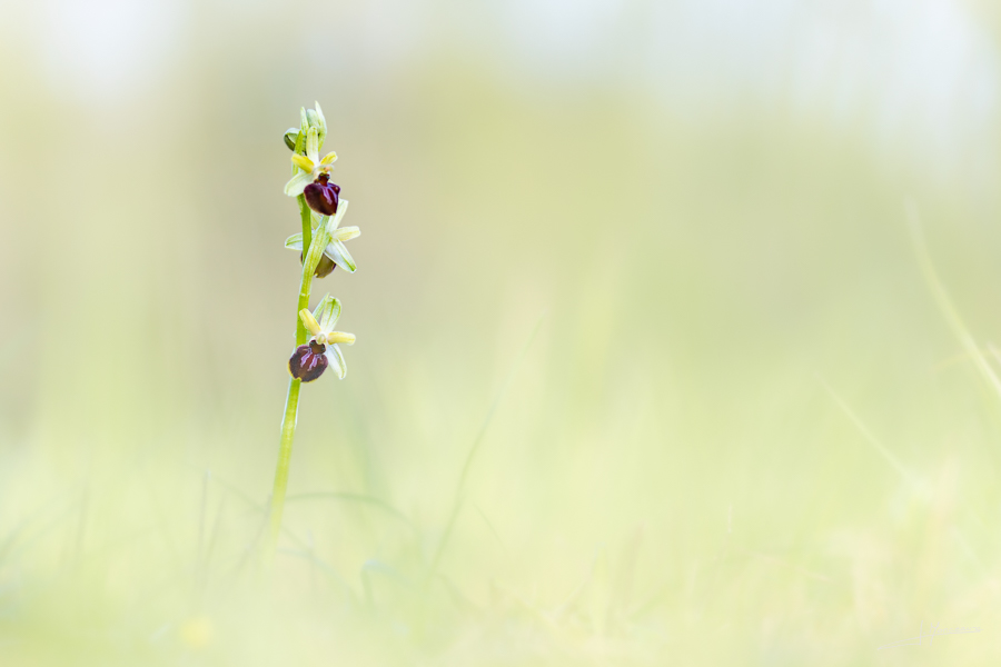 photo-flore-056