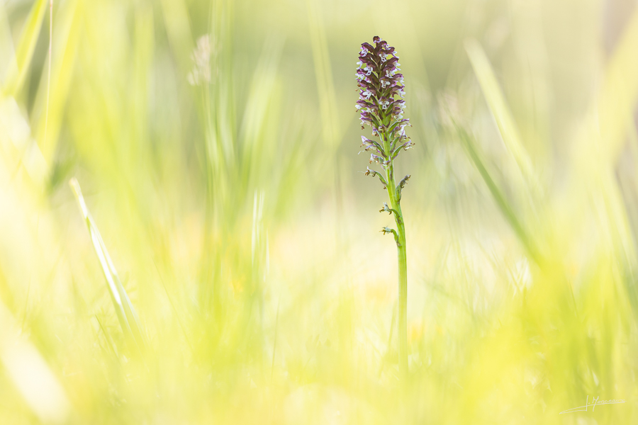 photo-flore-059