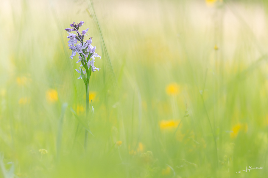 photo-flore-061