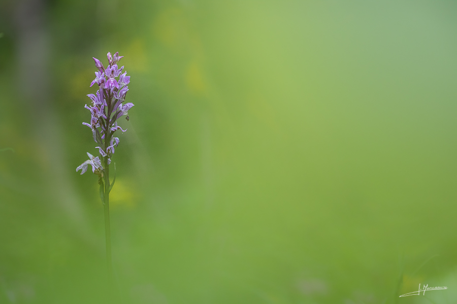 photo-flore-38