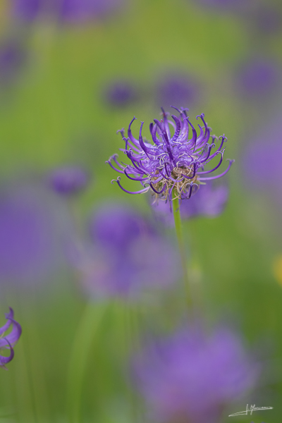 photo-flore-39