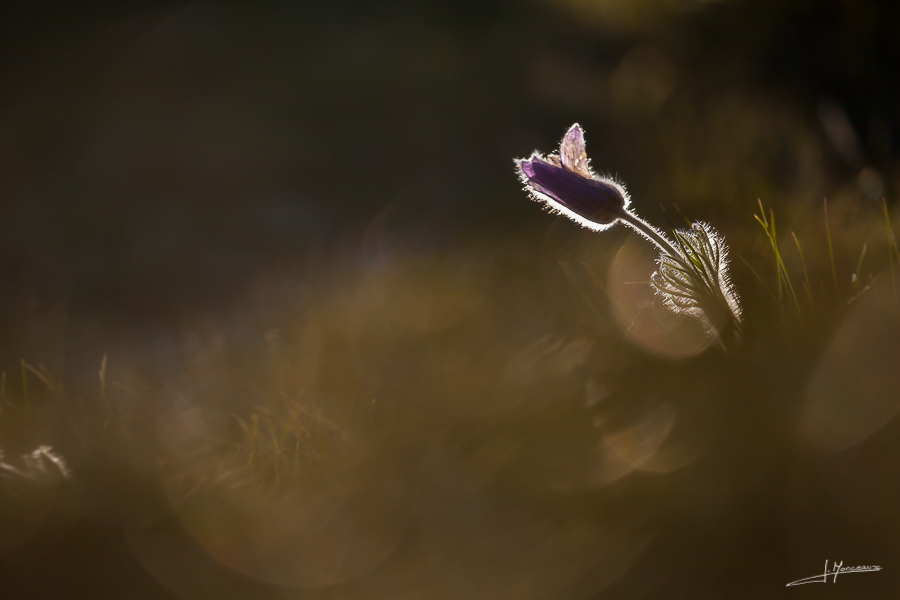 photo-flore-42