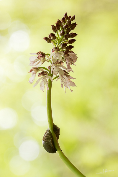 photo-flore-44