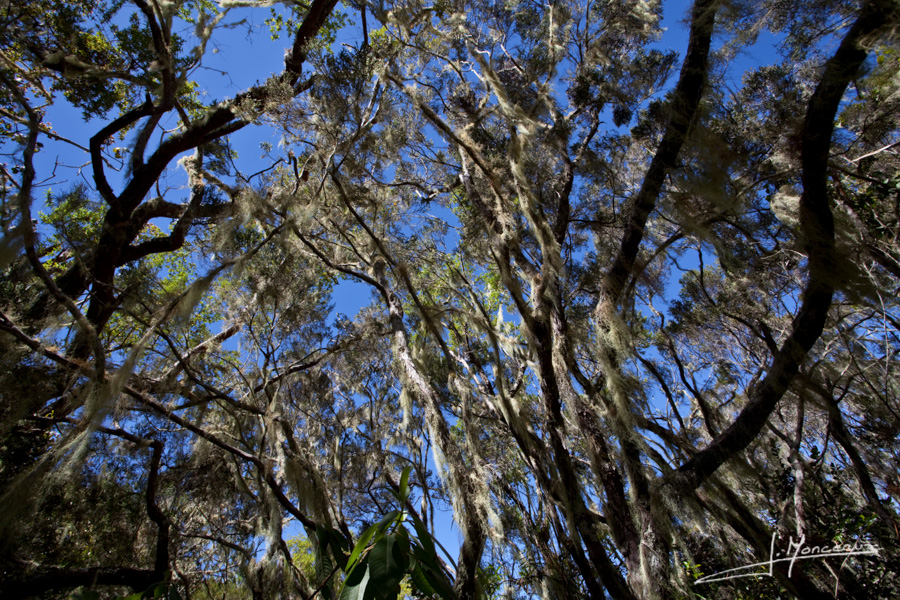 photo-la-reunion-008