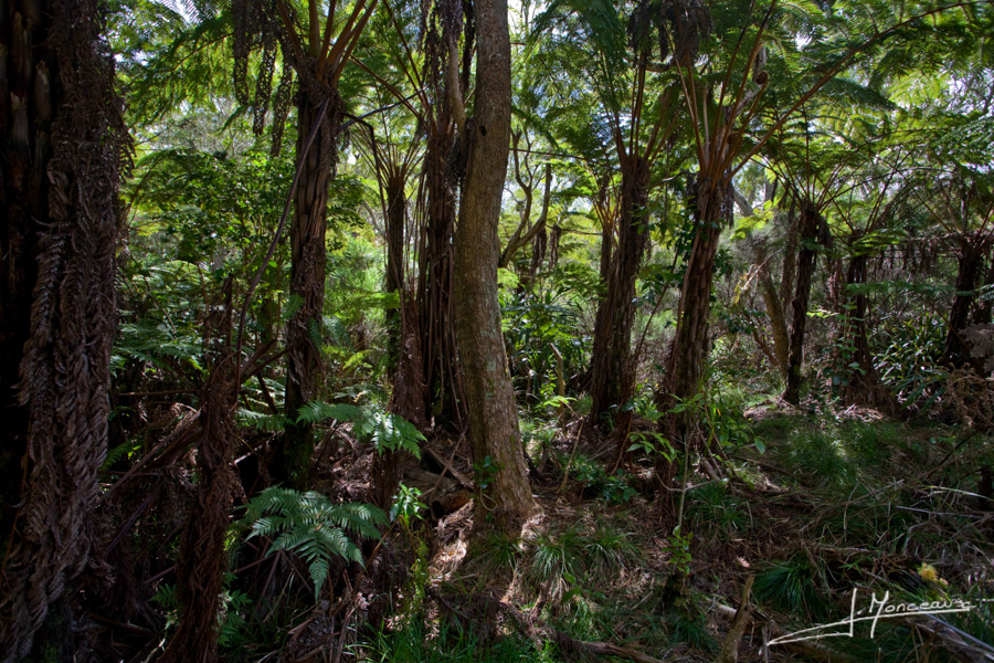 photo-la-reunion-024