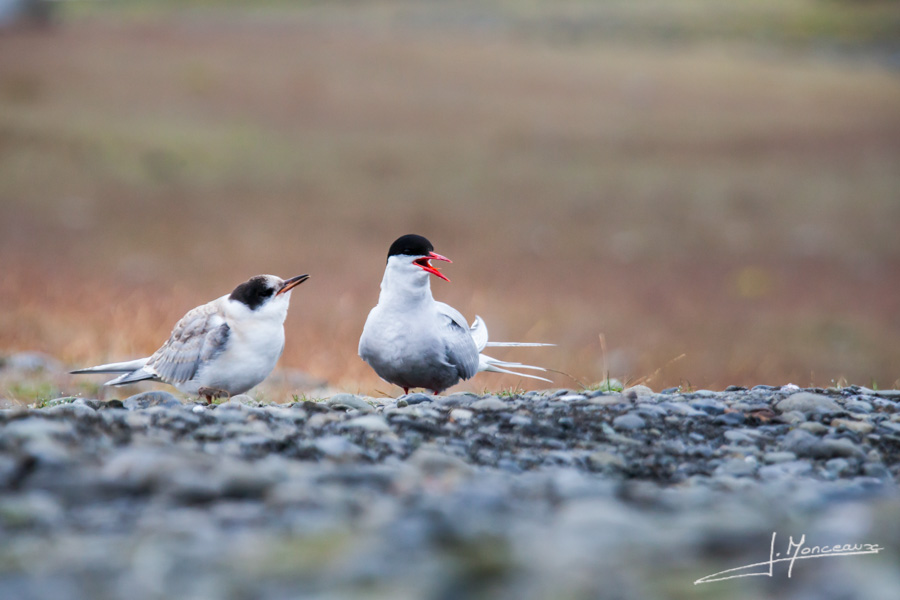 photo-islande-042