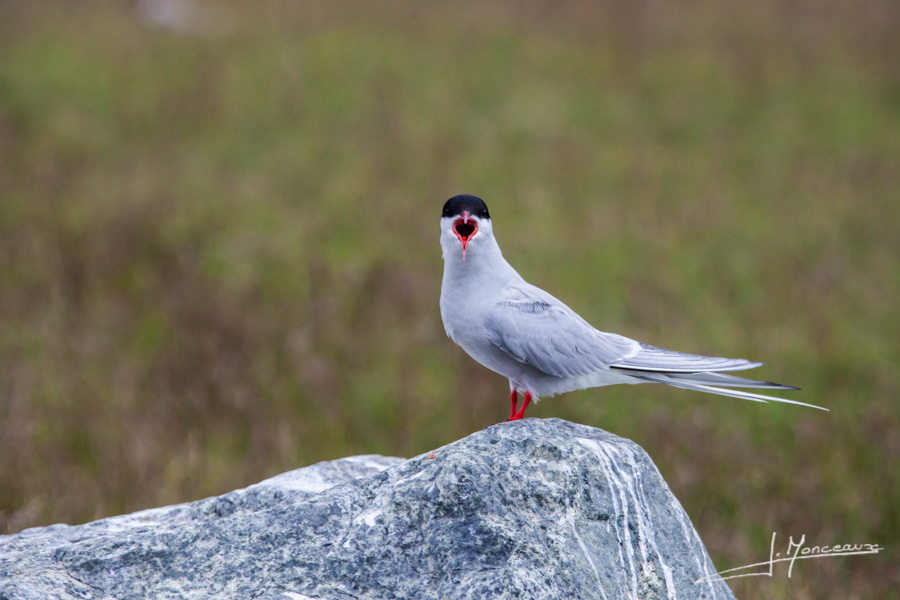 photo-islande-048