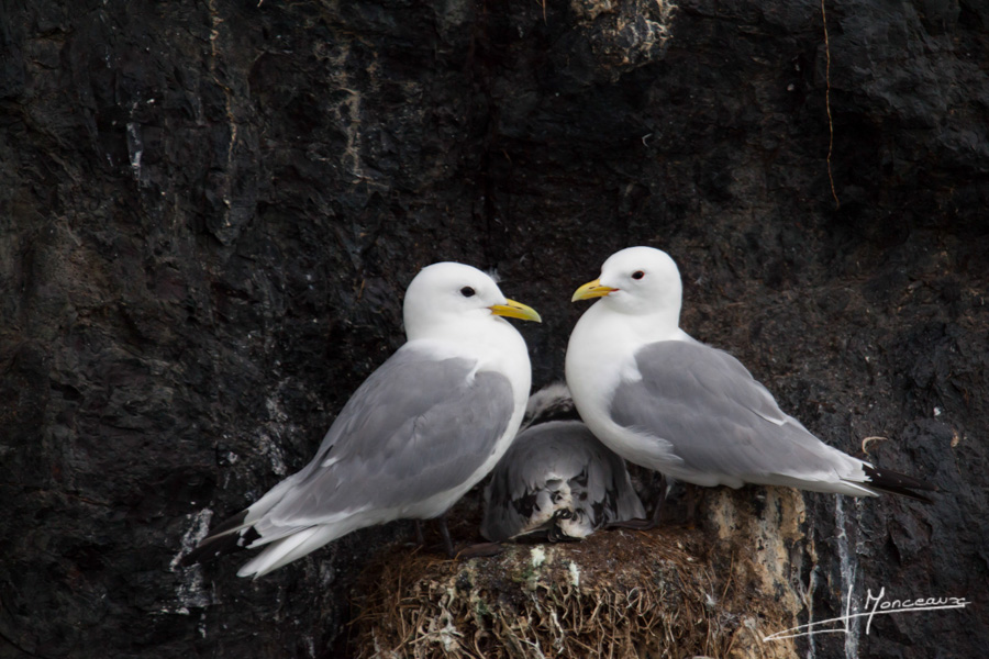 photo-islande-051