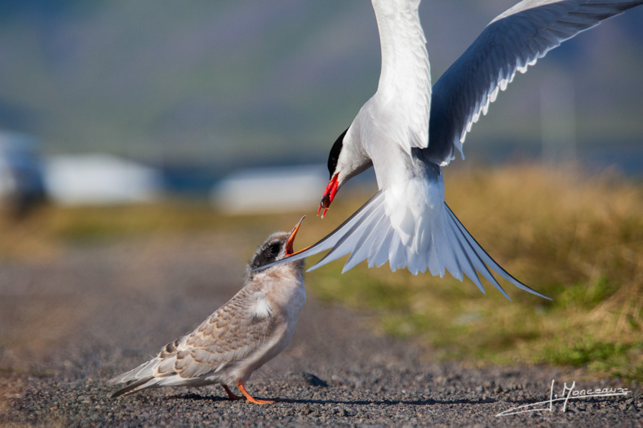 photo-islande-056