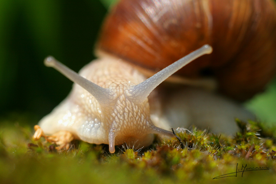 photo-macro-animaux-004