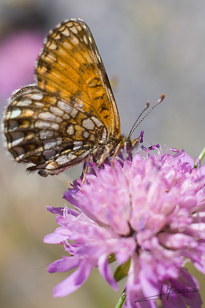photo-macro-animaux-005