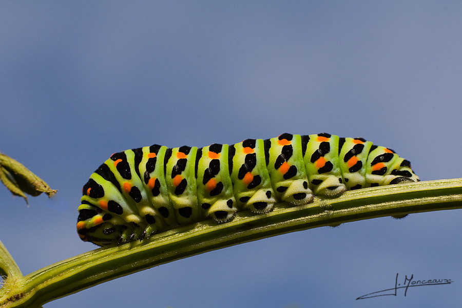photo-macro-animaux-007