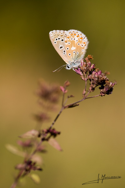 photo-macro-animaux-015