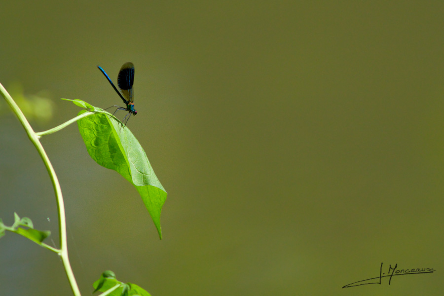 photo-macro-animaux-016