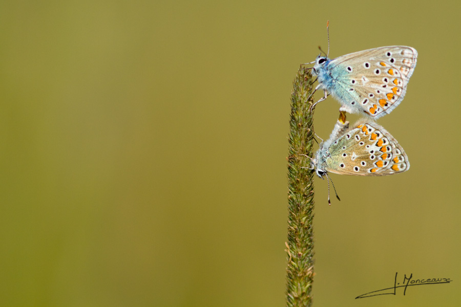photo-macro-animaux-017