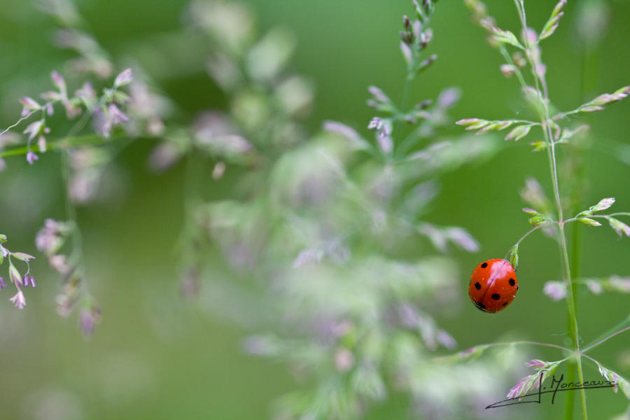 photo-macro-animaux-029