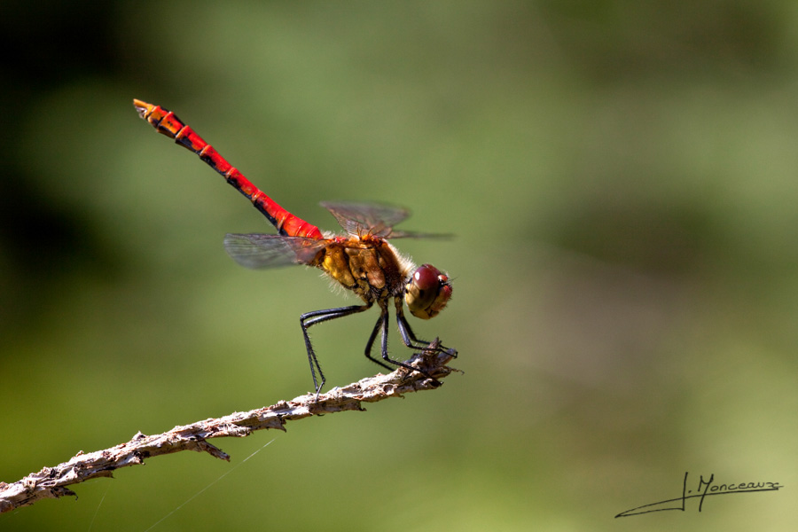photo-macro-animaux-030