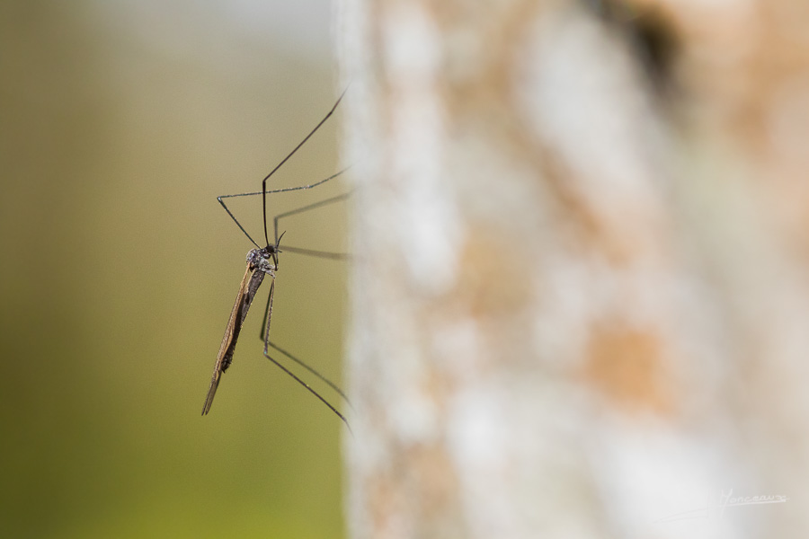photo-macro-animaux-031