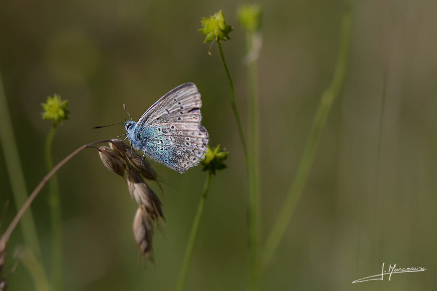 photo-macro-animaux-034