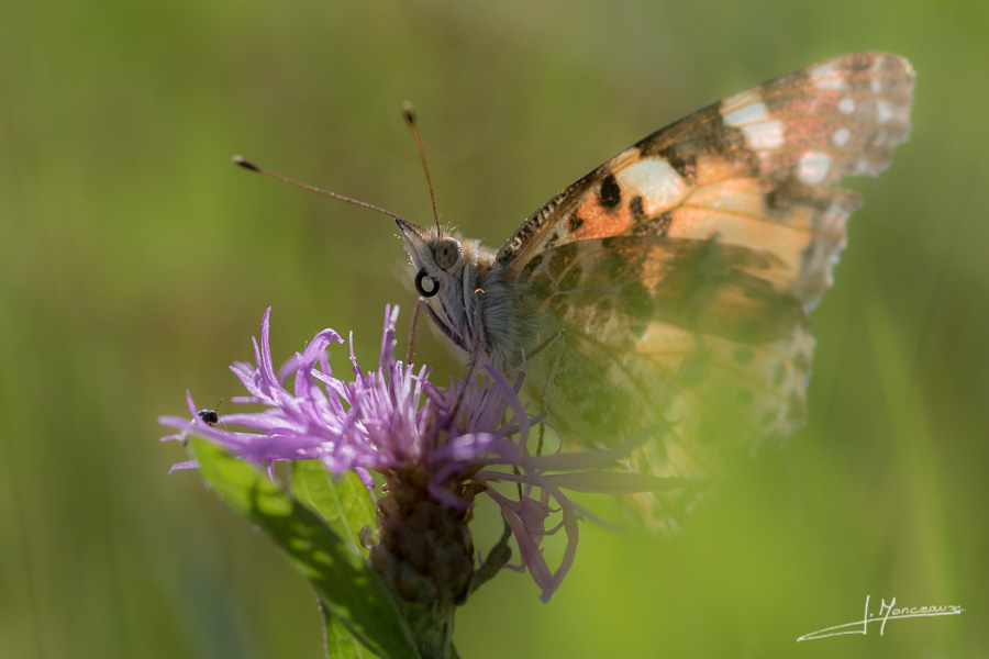 photo-macro-animaux-035