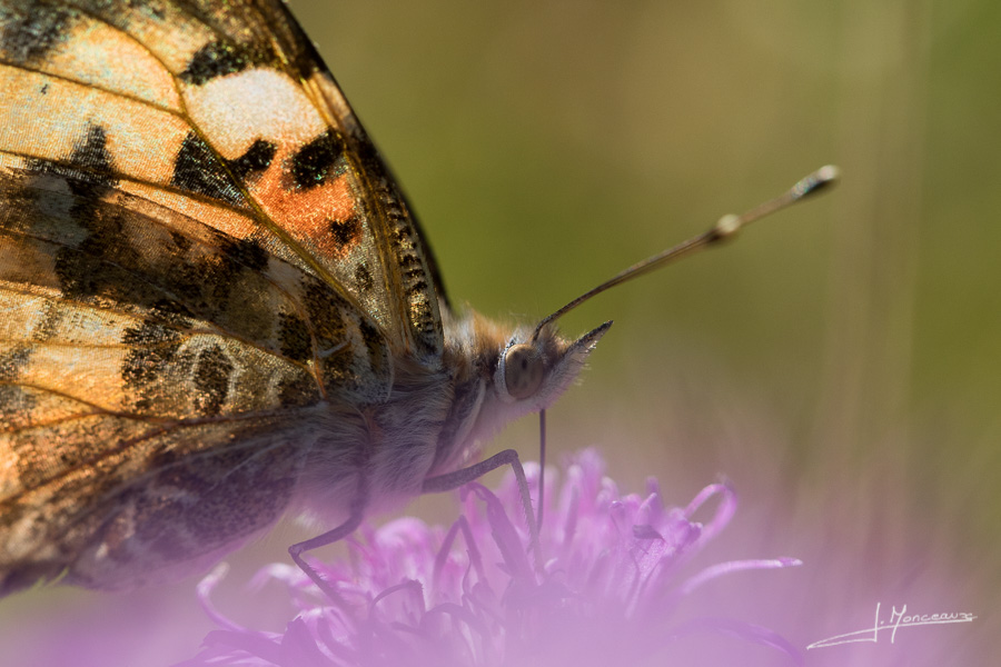 photo-macro-animaux-036