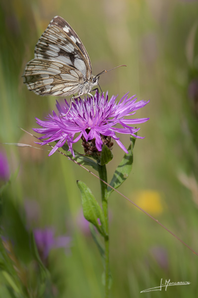 photo-macro-animaux-037