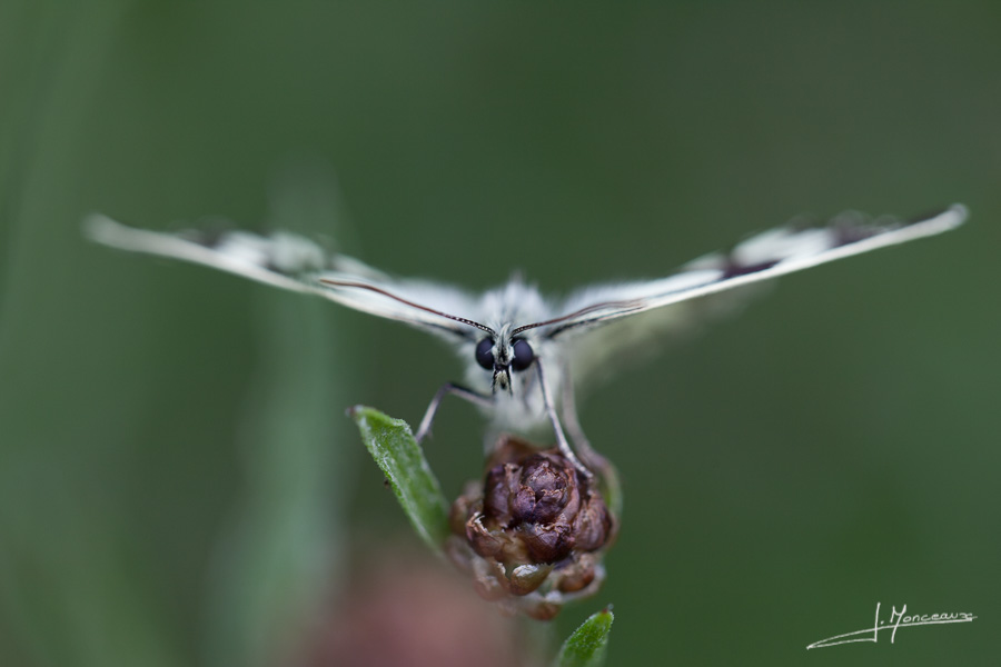 photo-macro-animaux-038