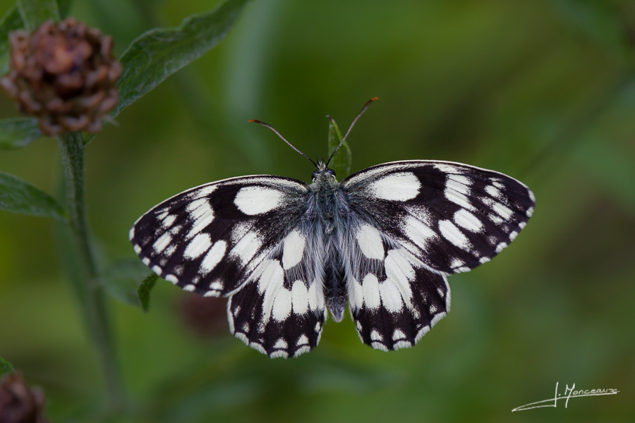 photo-macro-animaux-040
