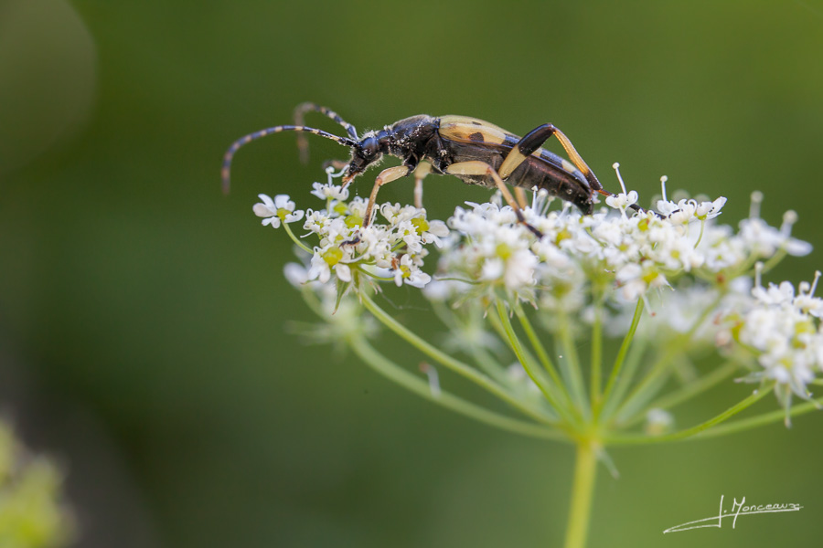 photo-macro-animaux-041
