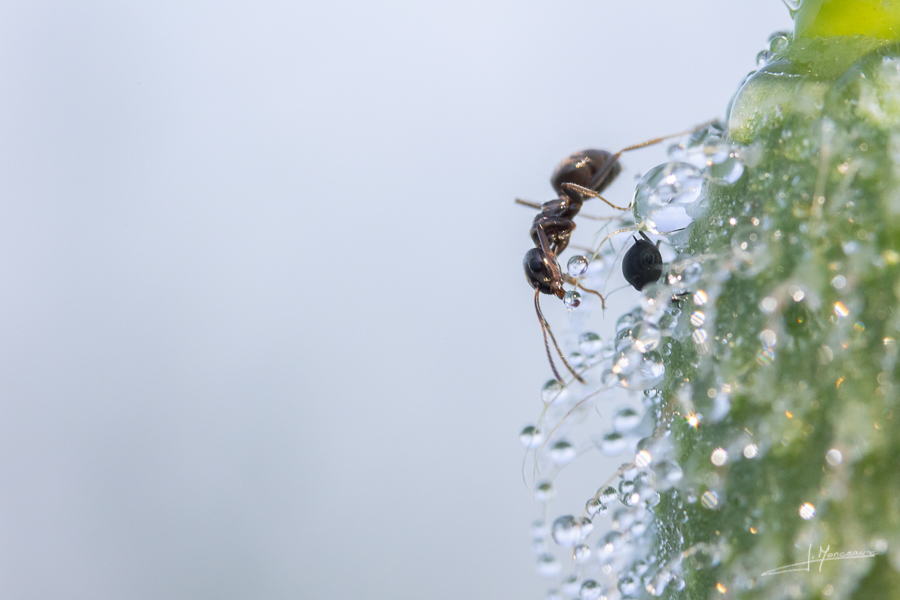 photo-macro-animaux-056